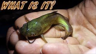 Caught new pet for fish tank! What type of fish is this?!