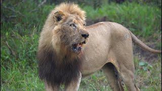 Invading Male Lions infiltrate Mbiri Pride