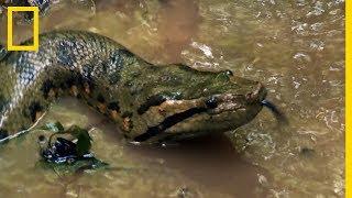 L'impressionnant anaconda vert, plus gros serpent de la planète