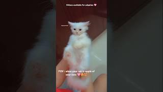 Kitten life | cute cats | funny cats | funny videos | funny cats #shorts #youtubeshorts #viralshort