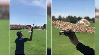 Drones built in taxidermy birds for New Mexico Tech research | EXTENDED VIDEO