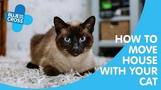 How To Move House With Your Cat | Blue Cross Pet Advice