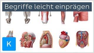 Wie man sich anatomische Begriffe leicht einprägt - Anatomie des Menschen | Kenhub