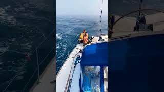 Orcas attack boat and take control of rudder. #orca