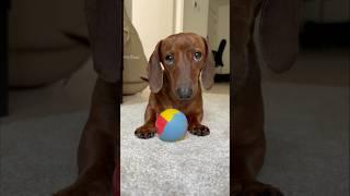 Mini dachshund takes matters into his own paws!