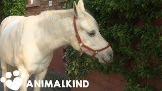 Beautiful Horse Is The Star of Her Tiny German Town | Animalkind