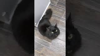 Cute Black Cat greets you!