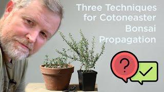 Bonsaify | Three Techniques for Cotoneaster Bonsai Propagation