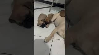 Tante : #pug x keponakan : #frenchbulldog