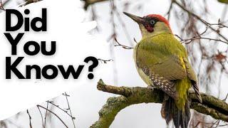 Things you need to know about GREEN WOODPECKERS!