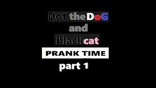 dot the dog and blackcat - prank time