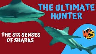 The Six Shark Senses!