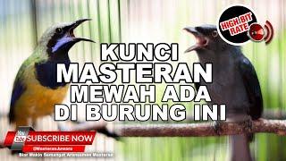 #1  Pukulan Hancurkan Musuh Nembak Nembak Cucak Cungkok vs Srigunting Gacor️