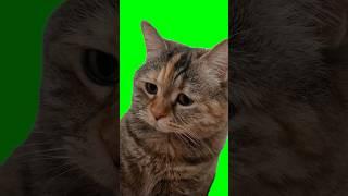 Green Screen Sad Meowing Cat Meme