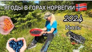 Сбор Черники и Морошки в Горах Норвегии. Ягодный сезон в Норвегии.