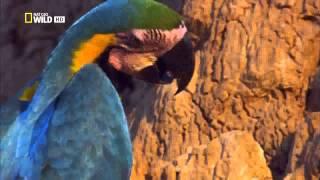 Parrots by Nat Geo