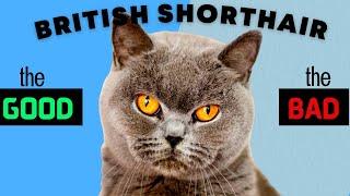 British Shorthair Cat PROS & CONS / Must Watch Before Getting One!