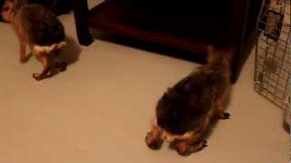 Cute Baby Patagonian Cavy's Accidental Somersault