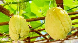 Day 7: FACTS & BENEFITS: White chayote growing in London