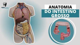 ANATOMIA DO INTESTINO GROSSO (TUBO DIGESTÓRIO OU TRATO GASTROINTESTINAL - TGI) #7