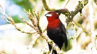 SILVER-BEAKED TANAGER male singing (RAMPHOCELUS CARBO), PIPIRA-VERMELHA, Exotic birds,