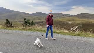 Westie adventures - Jess's First Year