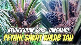 keunggulan ppks yangambi petani sawit wajib tau #sawitunggul #yangambi