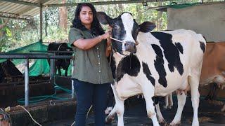ഒരു ദിവസം 100 പശുക്കളെ വിൽക്കുന്ന വനിതാ സംരംഭക|Hf Cow sale Krishnagiri pollachi erode salem