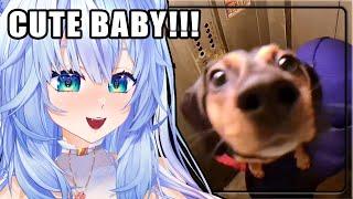 SUCH PRECIOUS DOGGO, MUCH WOW!!|  Mifuyu Reacts to UNUSUAL MEMES COMPILATION V299