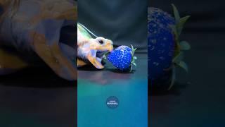 ASMR Mukbang Eating Blue Strawberry  Turtle Tortoise