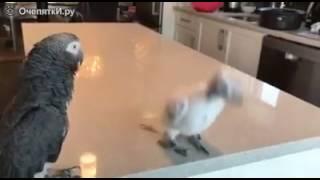 Танцы драного попугая