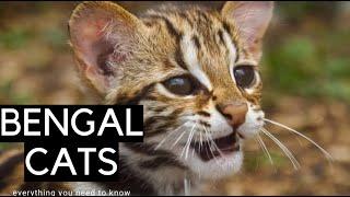 Bengal Cat Documentary: Breed Profile [2023]