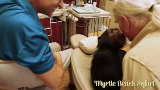 Chimpanzee Goes to the Dentist - Myrtle Beach Safari