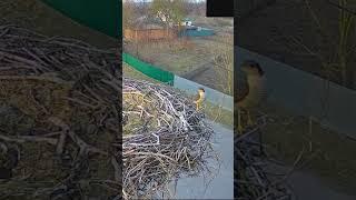 Яструб малий  #природаукраїни #birds