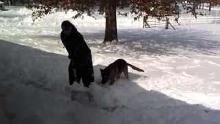 German Shepherd Teaches Teenager to Shovel