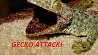 Tokay Gecko Handling