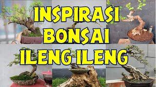 INSPIRASI BONSAI ILENG ILENG TERBAIK - IDE BONSAI ILENG ILENG TERBAIK