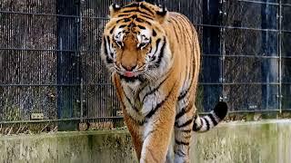Bangal Tiger | Tiger ||The Bengal tiger is a population of the Panthera tigris tigris subspecies.