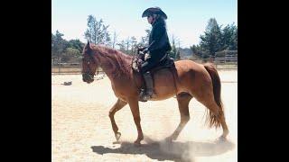 Abused Tennessee Walking Horse - Flat Walk and Running Walk - Remi- Gaited Horse Training