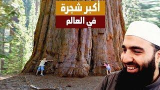 الفرق بين شجرة طوبى وأكبر شجرة في العالم || عبد الشكور اللبابيدي