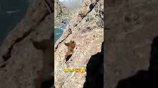 Bear falls off cliff!!#shorts #shortz #bear