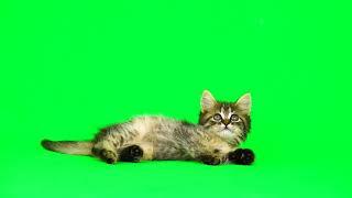 New Cute Cat Green Screen No Copyrights