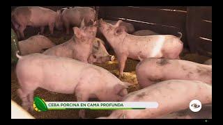 Ceba porcina en cama profunda, sistema para mejorar la productividad y rentabilidad- La Finca de Hoy