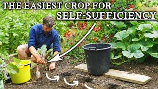 Easily Grow 100% of Your Year-Round Kale Needs | How to be Self-Sufficient in Kale