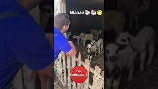 the most viral sheep video