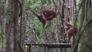 Borneo Orangutan Adventure - Kalimantan Camp Leakey - Kalstar