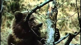 Grizzly vs Black Bear