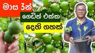 මාස 3න් ගෙඩිත් එක්ක ලොකු දෙහි ගහක් | Air Layering Lime Tree | Ceylon Agri | Episode 216