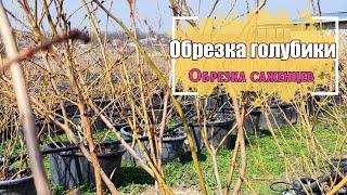 Обрезка голубики зимой. 🫐 Обрезка саженцев 1,5 года 🫐3,5 года 🫐 и взрослых 8 летних кустов