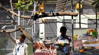 Birds Parrots Releasing At Open Outdoor Aviary Farm / Love Birds Cockatiel African Grey Colony.